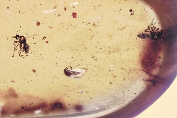 Three Fossil Biting Midges (Ceratopogonidae) in Baltic Amber #367532